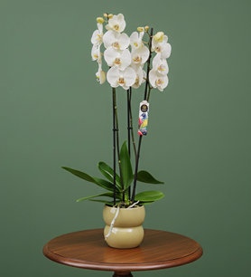 Bonito Orkide 3 Dallı