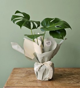 Monstera Deliciosa (Deve Tabanı)