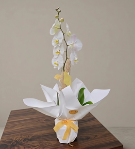 Beyaz Orkide