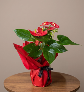  Anthurium Bitkisi
