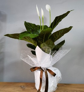 Spatifilyum Barış Çiçeği Ortaboy 