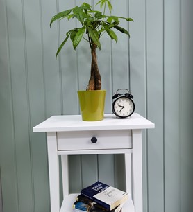 Para Ağacı Pachira