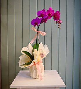 mor, orkide, ödemiş orkide