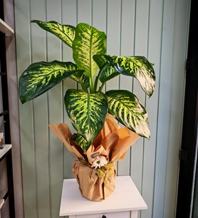 Dieffenbachia Tropikal 