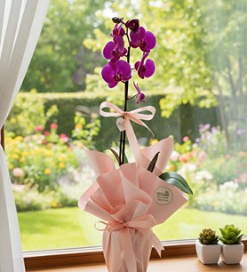 mor, orkide, ödemiş orkide