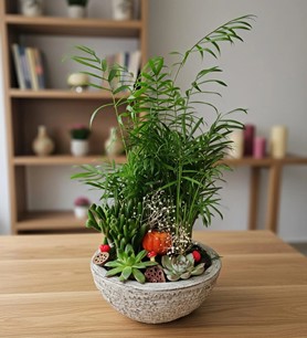 ödemiş teraryum sukulent