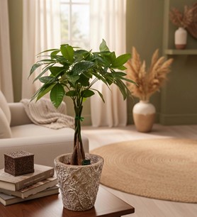 Para Ağacı Pachira