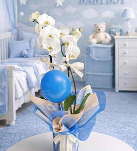 Beyaz Orkide (Erkek Bebek İçin)