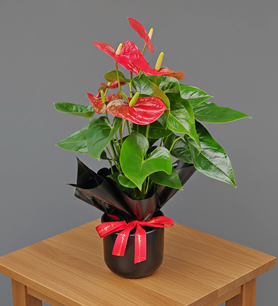 antoryum, anthurium