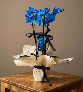 mavi orkide, ödemiş orkide