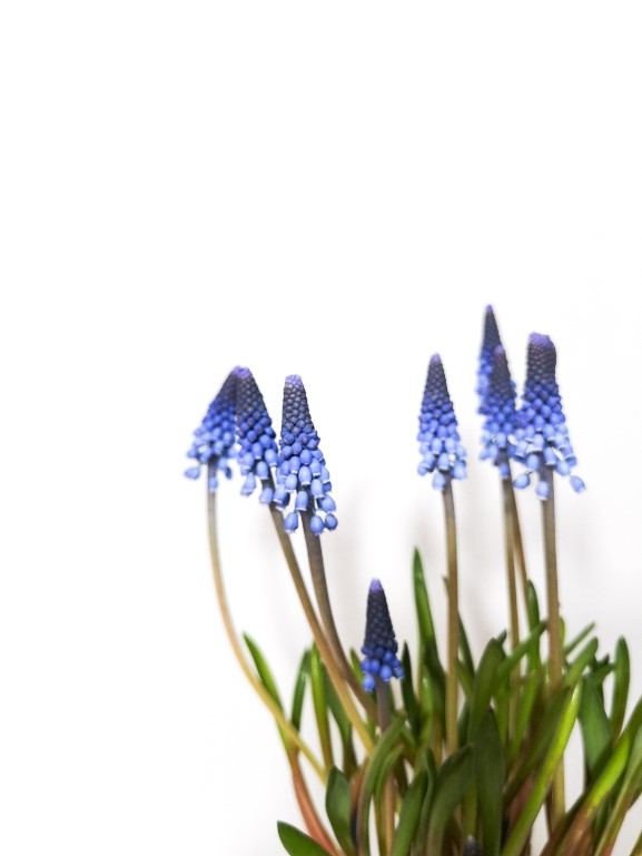 Muscari Bitkisi Bakımı