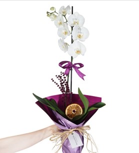 ödemiş orkide, orkide aranjmanı, ödemiş orkide çiçekçilik